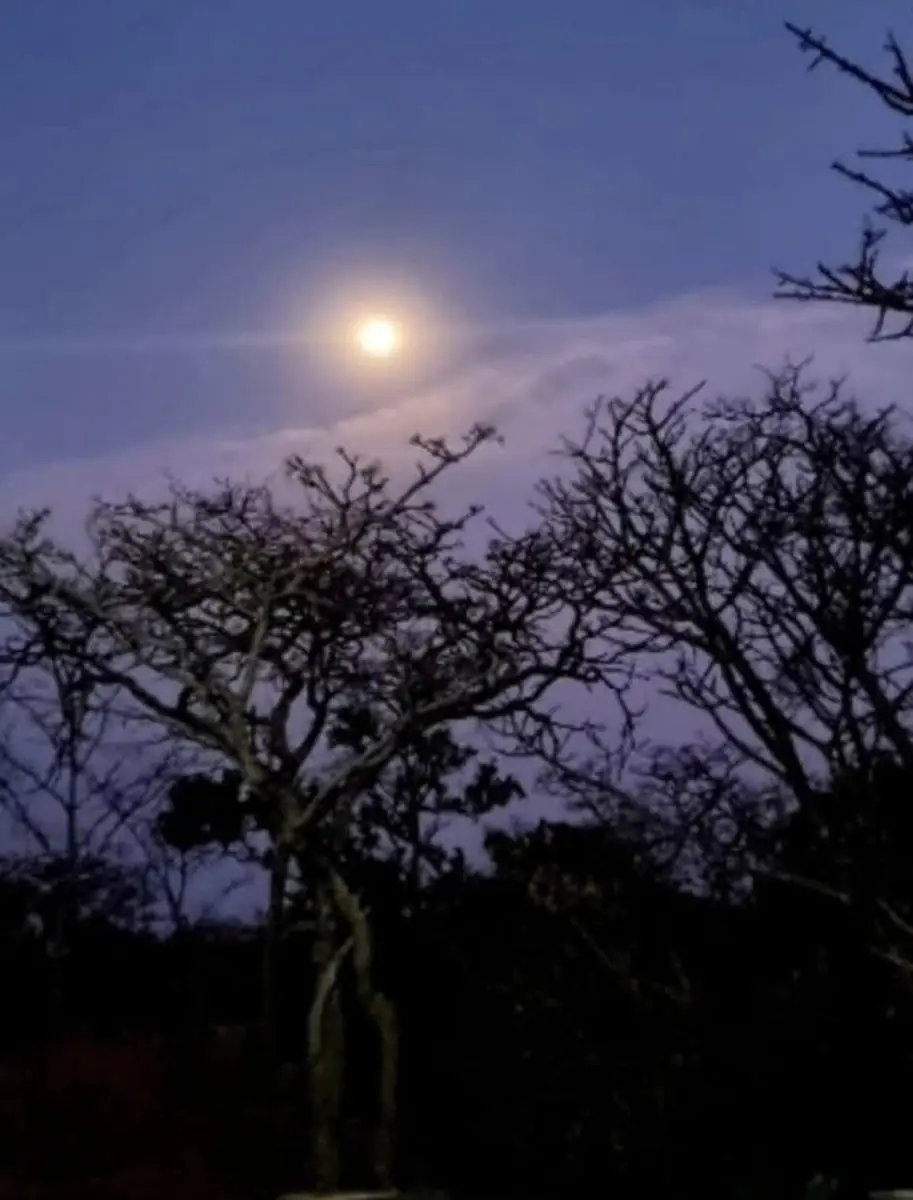 Moon above silhouetted trees at dusk