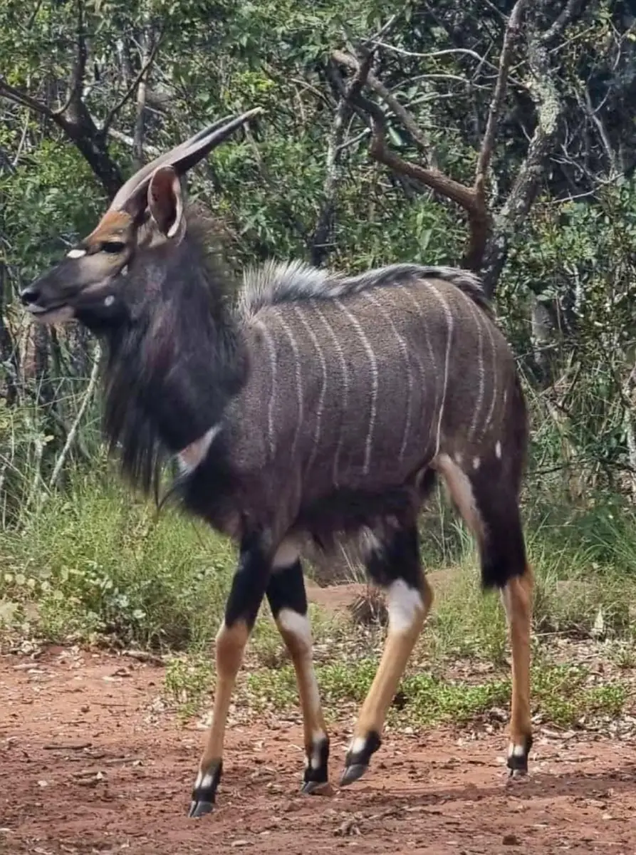 Nyala bull walking on red soil